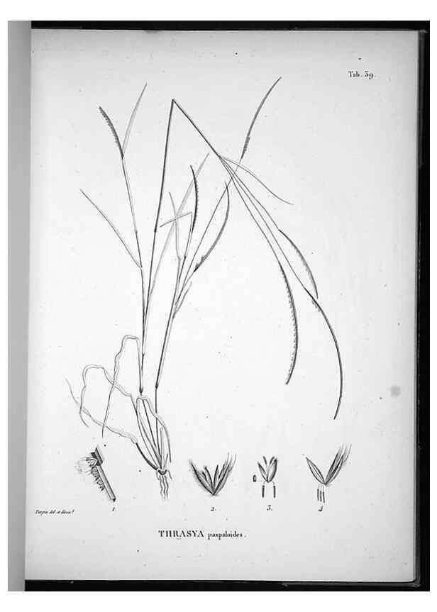 Reproducción/Reproduction 49556377276: Nova genera et species plantarum :. Antverpiae :Ex officina Christophori Plantini ...,1576.. 