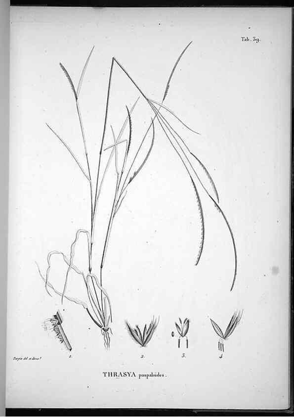 Reproducción/Reproduction 49556377276: Nova genera et species plantarum :. Antverpiae :Ex officina Christophori Plantini ...,1576.. 