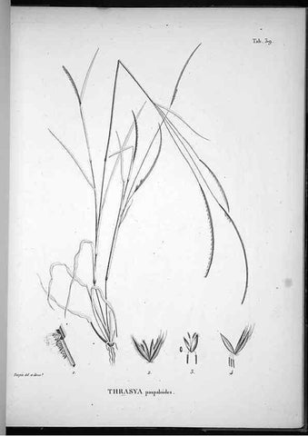 Reproducción/Reproduction 49556377276: Nova genera et species plantarum :. Antverpiae :Ex officina Christophori Plantini ...,1576.. 