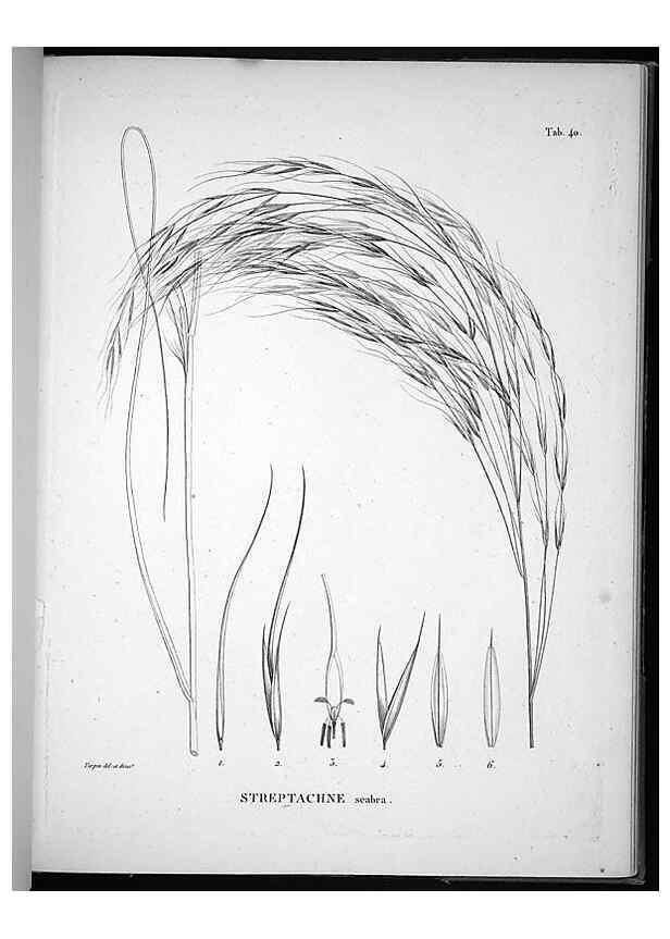 Reproducción/Reproduction 49556377396: Nova genera et species plantarum :. Antverpiae :Ex officina Christophori Plantini ...,1576.. 