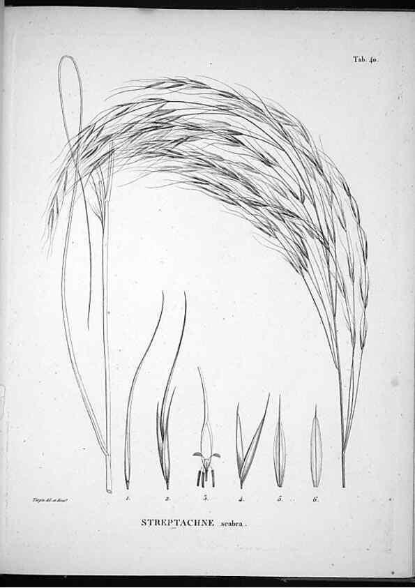 Reproducción/Reproduction 49556377396: Nova genera et species plantarum :. Antverpiae :Ex officina Christophori Plantini ...,1576.. 
