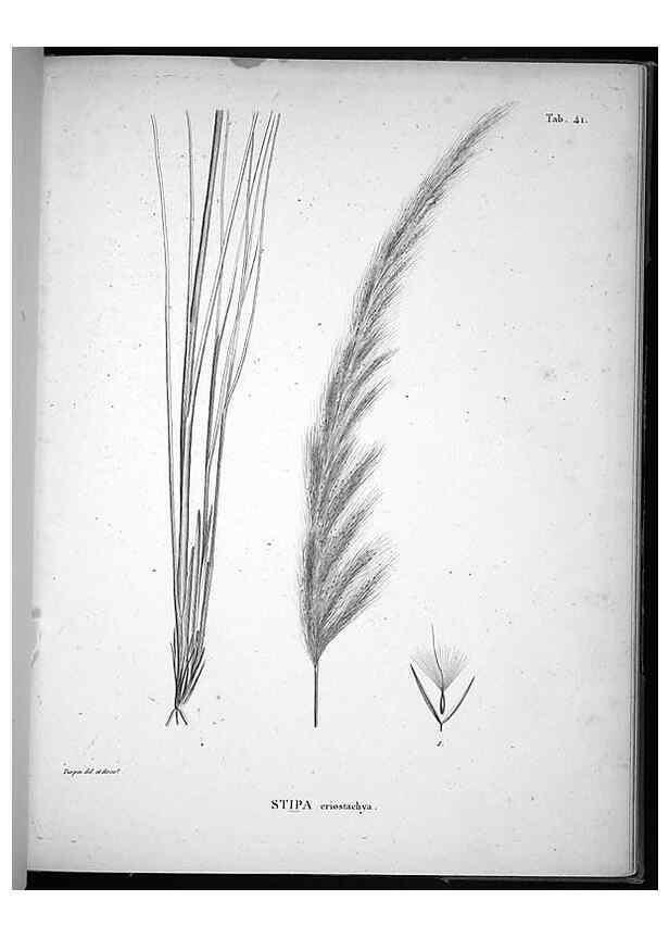Reproducción/Reproduction 49556614102: Nova genera et species plantarum :. Antverpiae :Ex officina Christophori Plantini ...,1576.. 