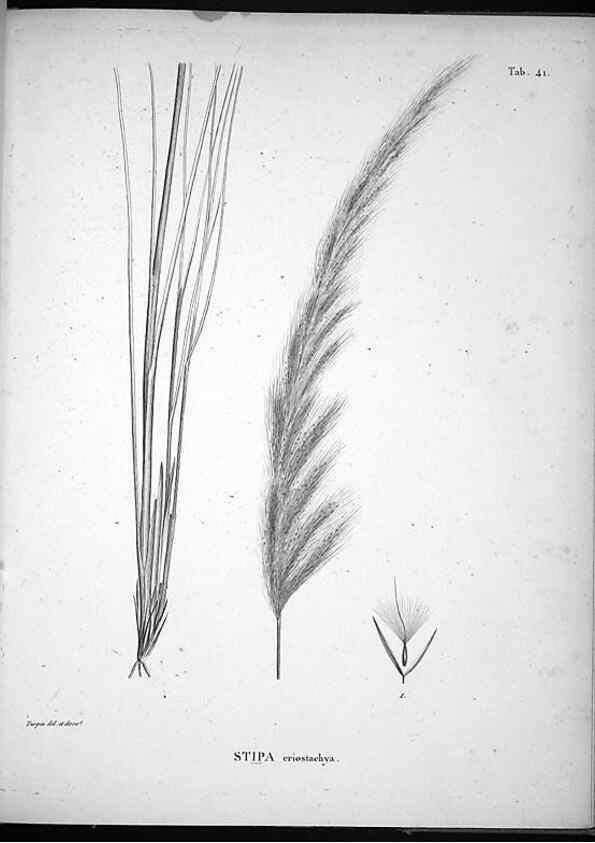 Reproducción/Reproduction 49556614102: Nova genera et species plantarum :. Antverpiae :Ex officina Christophori Plantini ...,1576.. 