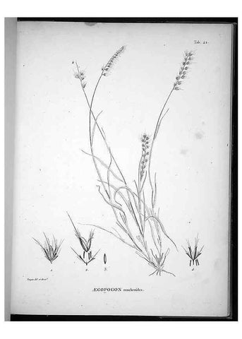 Reproducción/Reproduction 49556377791: Nova genera et species plantarum :. Antverpiae :Ex officina Christophori Plantini ...,1576.. 