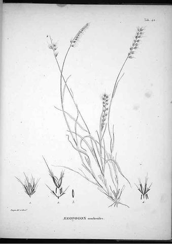 Reproducción/Reproduction 49556377791: Nova genera et species plantarum :. Antverpiae :Ex officina Christophori Plantini ...,1576.. 