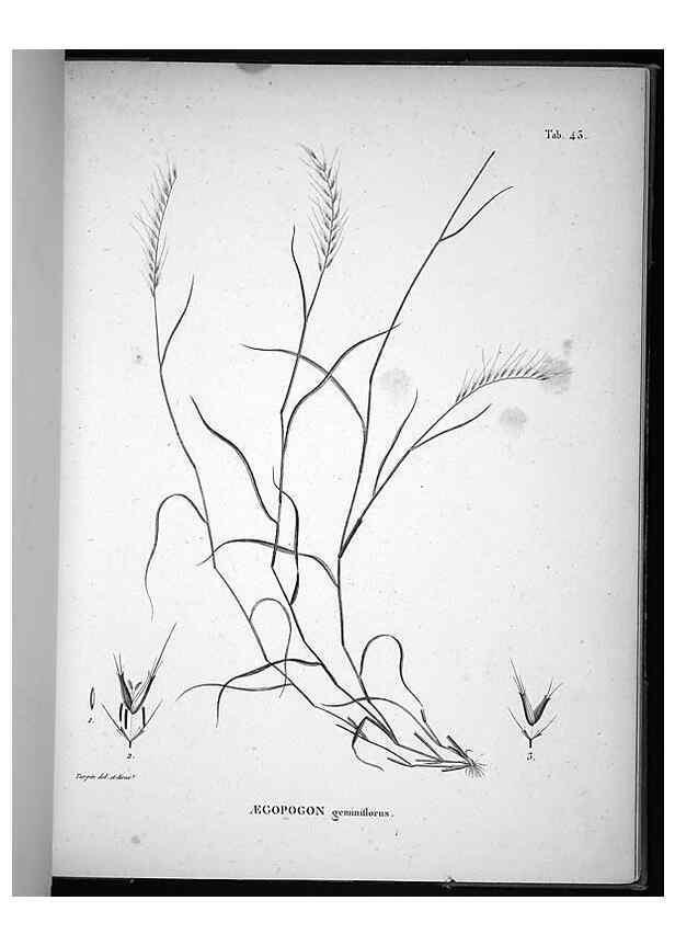 Reproducción/Reproduction 49555883363: Nova genera et species plantarum :. Antverpiae :Ex officina Christophori Plantini ...,1576.. 