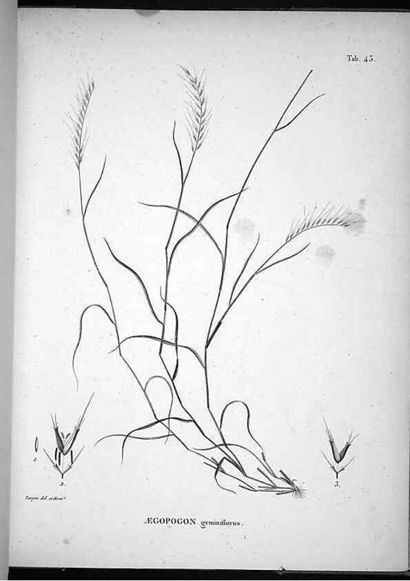Reproducción/Reproduction 49555883363: Nova genera et species plantarum :. Antverpiae :Ex officina Christophori Plantini ...,1576.. 