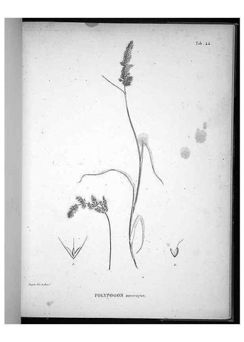 Reproducción/Reproduction 49556378081: Nova genera et species plantarum :. Antverpiae :Ex officina Christophori Plantini ...,1576.. 