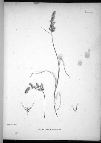 Reproducción/Reproduction 49556378081: Nova genera et species plantarum :. Antverpiae :Ex officina Christophori Plantini ...,1576.. 