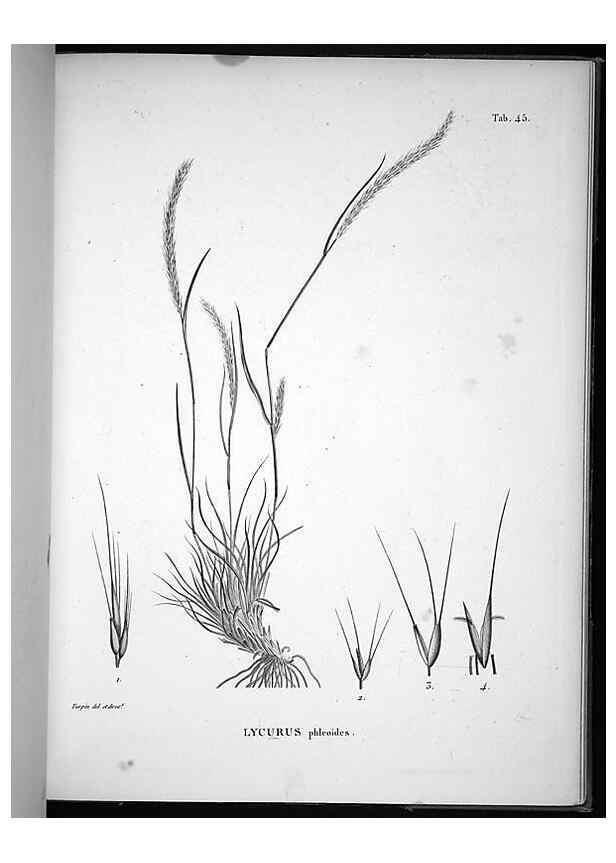 Reproducción/Reproduction 49556614862: Nova genera et species plantarum :. Antverpiae :Ex officina Christophori Plantini ...,1576.. 