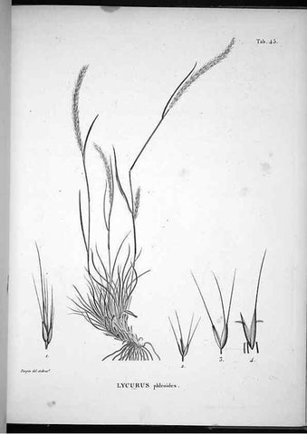 Reproducción/Reproduction 49556614862: Nova genera et species plantarum :. Antverpiae :Ex officina Christophori Plantini ...,1576.. 