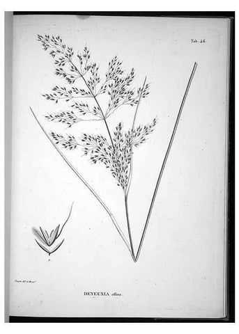 Reproducción/Reproduction 49556615082: Nova genera et species plantarum :. Antverpiae :Ex officina Christophori Plantini ...,1576.. 