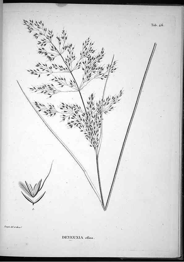 Reproducción/Reproduction 49556615082: Nova genera et species plantarum :. Antverpiae :Ex officina Christophori Plantini ...,1576.. 