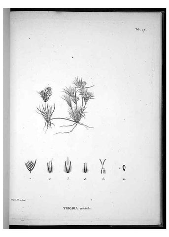 Reproducción/Reproduction 49556378731: Nova genera et species plantarum :. Antverpiae :Ex officina Christophori Plantini ...,1576.. 