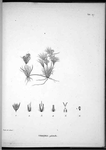 Reproducción/Reproduction 49556378731: Nova genera et species plantarum :. Antverpiae :Ex officina Christophori Plantini ...,1576.. 