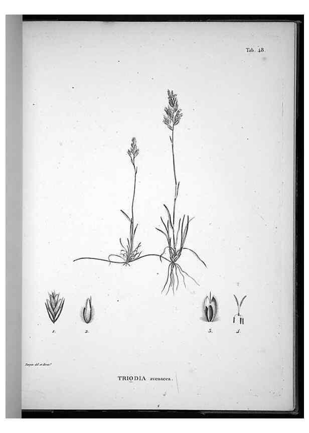Reproducción/Reproduction 49556378876: Nova genera et species plantarum :. Antverpiae :Ex officina Christophori Plantini ...,1576.. 