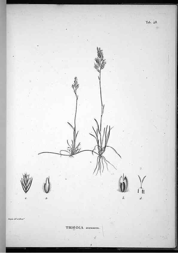 Reproducción/Reproduction 49556378876: Nova genera et species plantarum :. Antverpiae :Ex officina Christophori Plantini ...,1576.. 