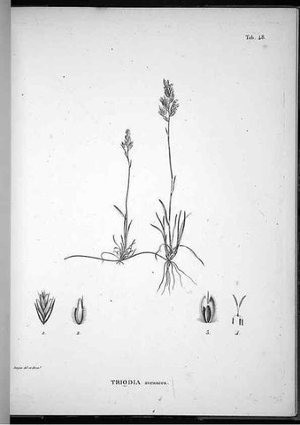 Reproducción/Reproduction 49556378876: Nova genera et species plantarum :. Antverpiae :Ex officina Christophori Plantini ...,1576.. 