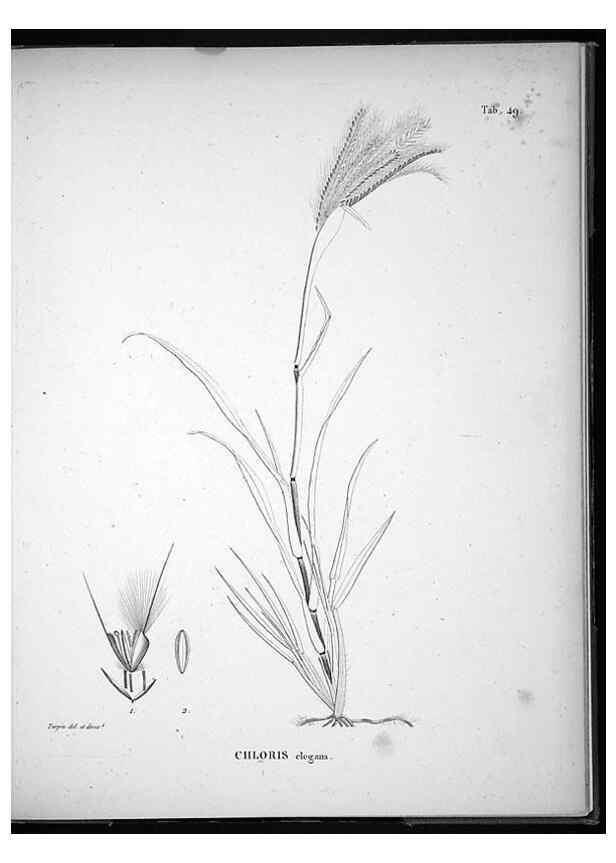 Reproducción/Reproduction 49556379071: Nova genera et species plantarum :. Antverpiae :Ex officina Christophori Plantini ...,1576.. 