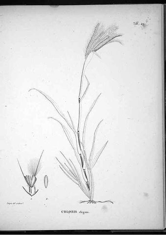 Reproducción/Reproduction 49556379071: Nova genera et species plantarum :. Antverpiae :Ex officina Christophori Plantini ...,1576.. 