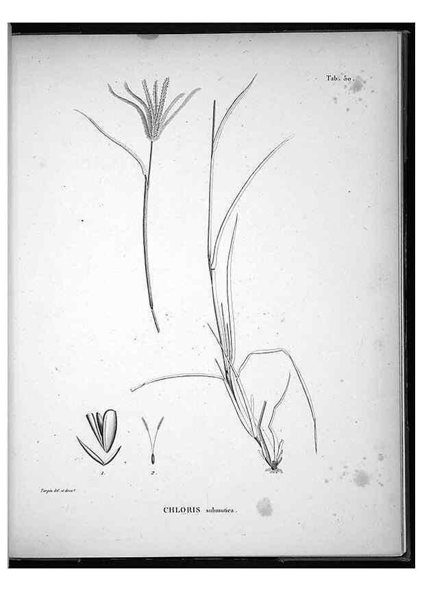 Reproducción/Reproduction 49556615692: Nova genera et species plantarum :. Antverpiae :Ex officina Christophori Plantini ...,1576.. 