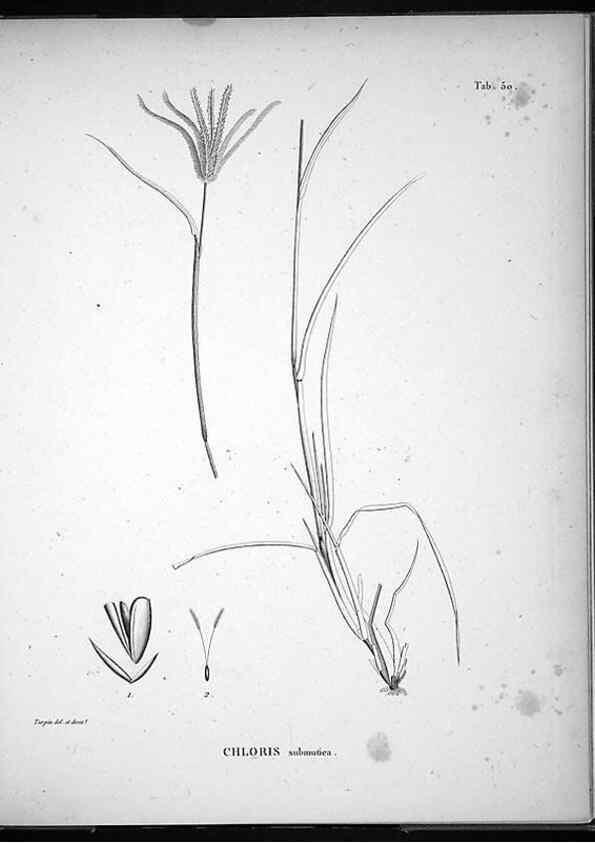 Reproducción/Reproduction 49556615692: Nova genera et species plantarum :. Antverpiae :Ex officina Christophori Plantini ...,1576.. 