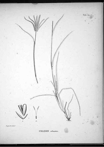 Reproducción/Reproduction 49556615692: Nova genera et species plantarum :. Antverpiae :Ex officina Christophori Plantini ...,1576.. 
