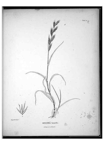 Reproducción/Reproduction 49556379426: Nova genera et species plantarum :. Antverpiae :Ex officina Christophori Plantini ...,1576.. 