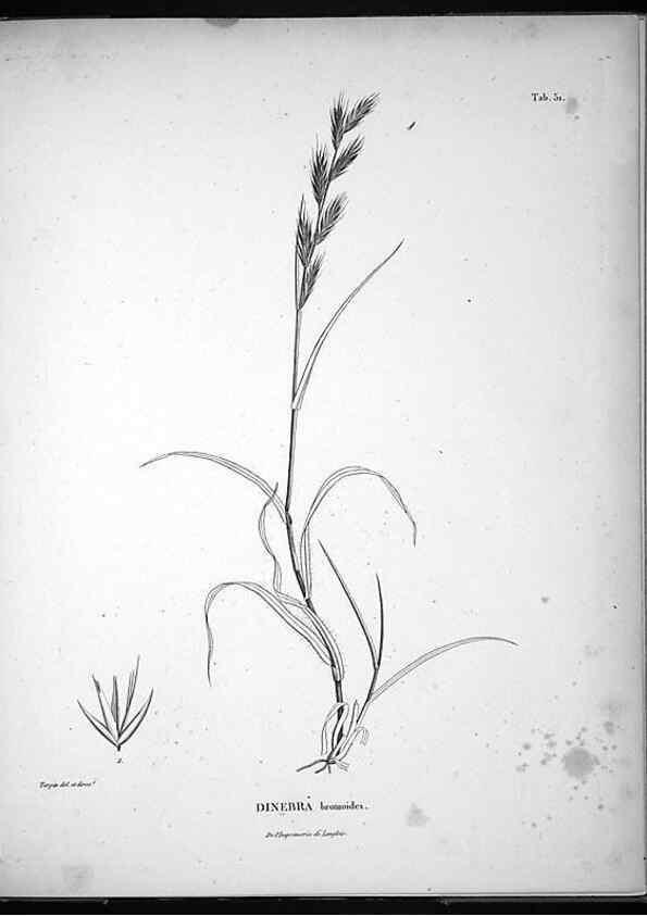 Reproducción/Reproduction 49556379426: Nova genera et species plantarum :. Antverpiae :Ex officina Christophori Plantini ...,1576.. 
