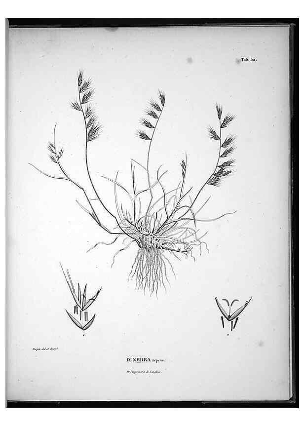 Reproducción/Reproduction 49556379621: Nova genera et species plantarum :. Antverpiae :Ex officina Christophori Plantini ...,1576.. 