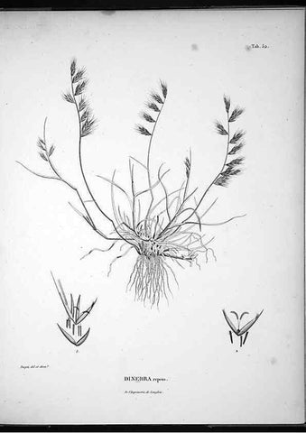 Reproducción/Reproduction 49556379621: Nova genera et species plantarum :. Antverpiae :Ex officina Christophori Plantini ...,1576.. 