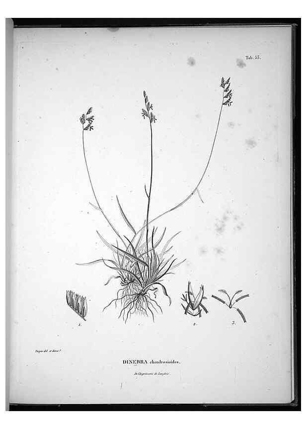 Reproducción/Reproduction 49556616152: Nova genera et species plantarum :. Antverpiae :Ex officina Christophori Plantini ...,1576.. 