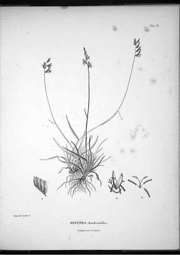 Reproducción/Reproduction 49556616152: Nova genera et species plantarum :. Antverpiae :Ex officina Christophori Plantini ...,1576.. 