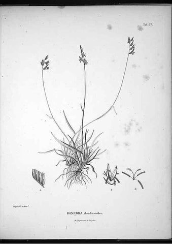 Reproducción/Reproduction 49556616152: Nova genera et species plantarum :. Antverpiae :Ex officina Christophori Plantini ...,1576.. 