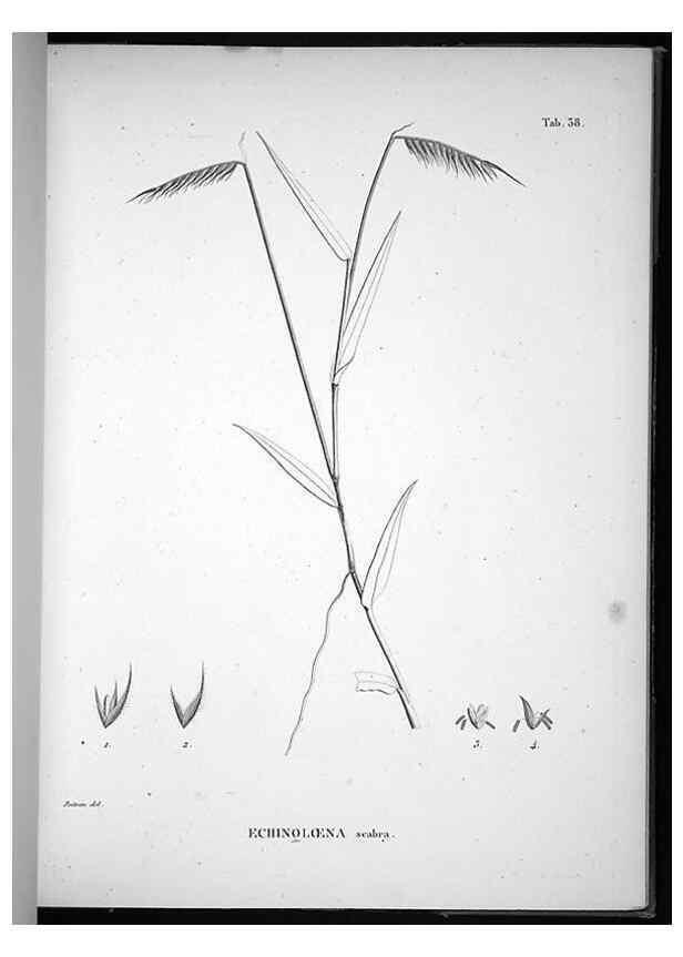 Reproducción/Reproduction 49556613547: Nova genera et species plantarum :. Antverpiae :Ex officina Christophori Plantini ...,1576.. 