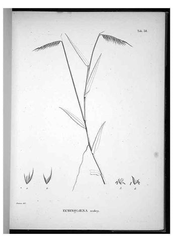 Reproducción/Reproduction 49556613547: Nova genera et species plantarum :. Antverpiae :Ex officina Christophori Plantini ...,1576.. 