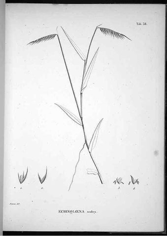 Reproducción/Reproduction 49556613547: Nova genera et species plantarum :. Antverpiae :Ex officina Christophori Plantini ...,1576.. 