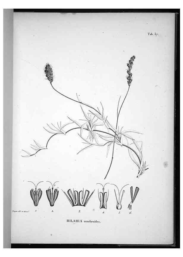 Reproducción/Reproduction 49555882308: Nova genera et species plantarum :. Antverpiae :Ex officina Christophori Plantini ...,1576.. 