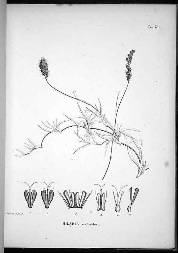 Reproducción/Reproduction 49555882308: Nova genera et species plantarum :. Antverpiae :Ex officina Christophori Plantini ...,1576.. 