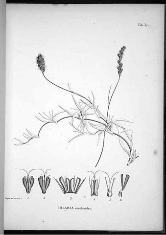 Reproducción/Reproduction 49555882308: Nova genera et species plantarum :. Antverpiae :Ex officina Christophori Plantini ...,1576.. 
