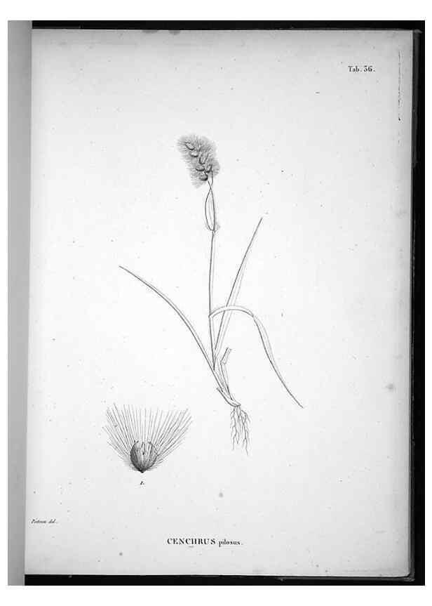 Reproducción/Reproduction 49556613282: Nova genera et species plantarum :. Antverpiae :Ex officina Christophori Plantini ...,1576.. 