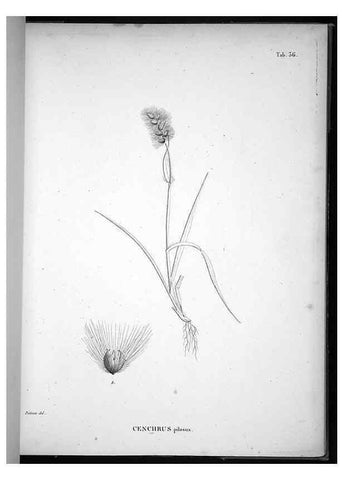 Reproducción/Reproduction 49556613282: Nova genera et species plantarum :. Antverpiae :Ex officina Christophori Plantini ...,1576.. 