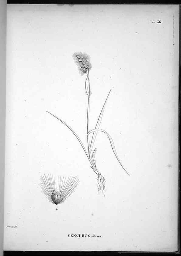 Reproducción/Reproduction 49556613282: Nova genera et species plantarum :. Antverpiae :Ex officina Christophori Plantini ...,1576.. 