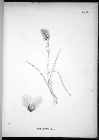 Reproducción/Reproduction 49556613282: Nova genera et species plantarum :. Antverpiae :Ex officina Christophori Plantini ...,1576.. 
