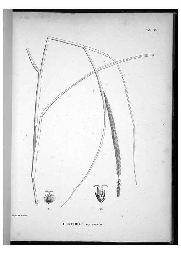 Reproducción/Reproduction 49556376581: Nova genera et species plantarum :. Antverpiae :Ex officina Christophori Plantini ...,1576.. 