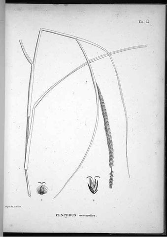 Reproducción/Reproduction 49556376581: Nova genera et species plantarum :. Antverpiae :Ex officina Christophori Plantini ...,1576.. 