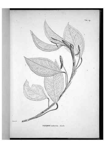 Reproducción/Reproduction 49555879738: Nova genera et species plantarum :. Antverpiae :Ex officina Christophori Plantini ...,1576.. 