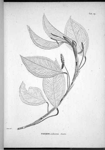 Reproducción/Reproduction 49555879738: Nova genera et species plantarum :. Antverpiae :Ex officina Christophori Plantini ...,1576.. 