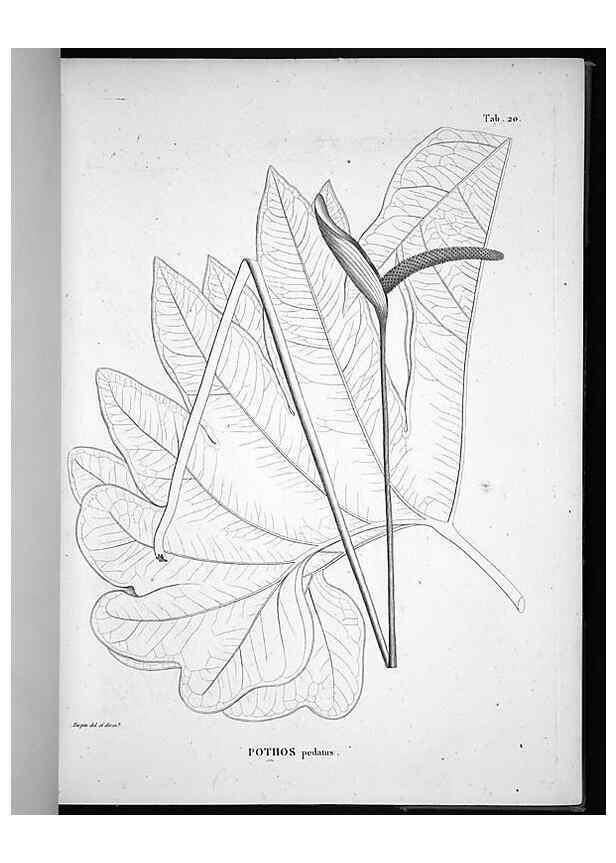 Reproducción/Reproduction 49555879893: Nova genera et species plantarum :. Antverpiae :Ex officina Christophori Plantini ...,1576.. 