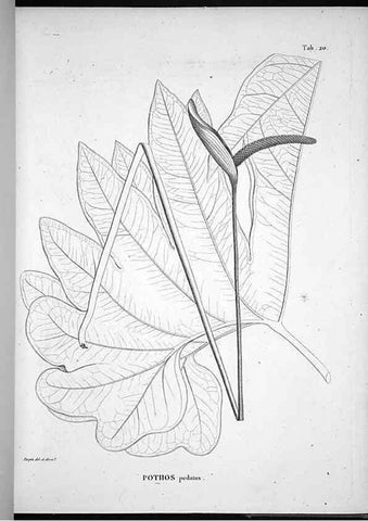 Reproducción/Reproduction 49555879893: Nova genera et species plantarum :. Antverpiae :Ex officina Christophori Plantini ...,1576.. 